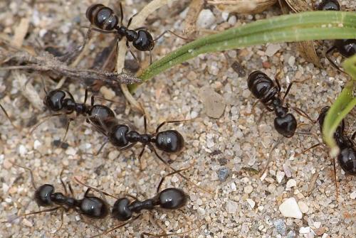 Lasius fuliginosus