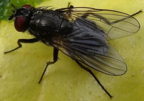 Réf. 113 330 : Hydrotaea sp.