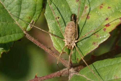 Réf. 113 595 : Phalangium opilio