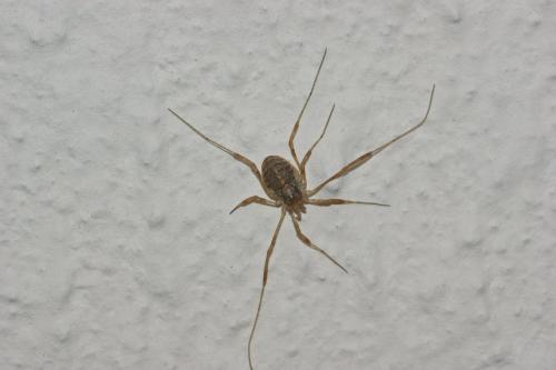 Paroligolophus agrestis