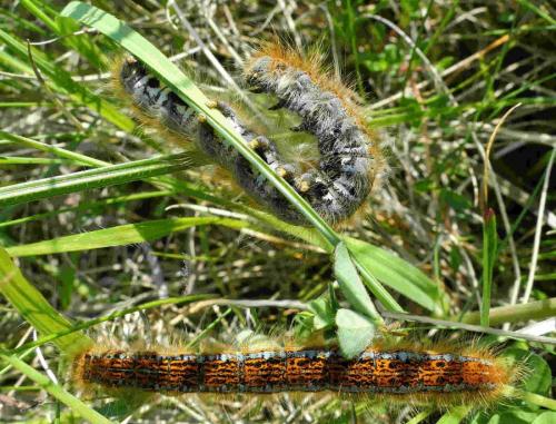 Malacosoma castrensis