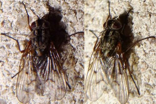 Phaonia tuguriorum