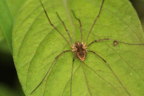 Phalangium opilio