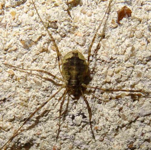 Réf. 113 319 : Oligolophus hanseni