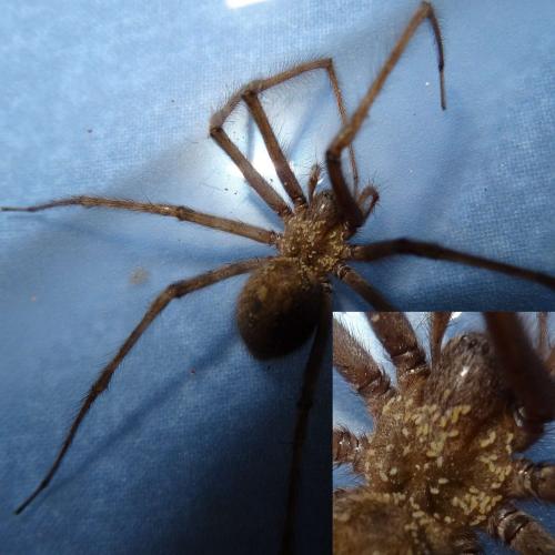 Tegenaria parietina