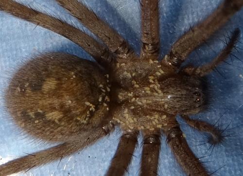 Tegenaria parietina