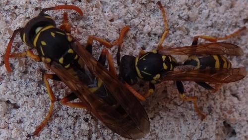 Polistes sp.