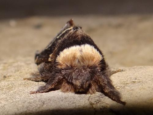 Poecilocampa populi