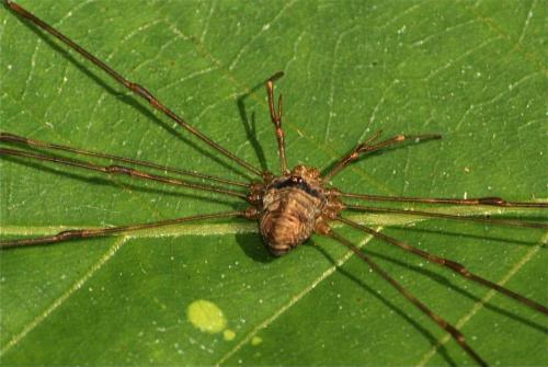 Réf. 113 481 : Dicranopalpus ramosus