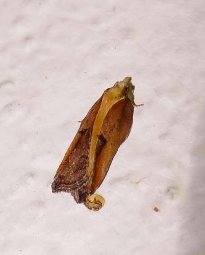 Réf. 113 784 : Acleris cristana