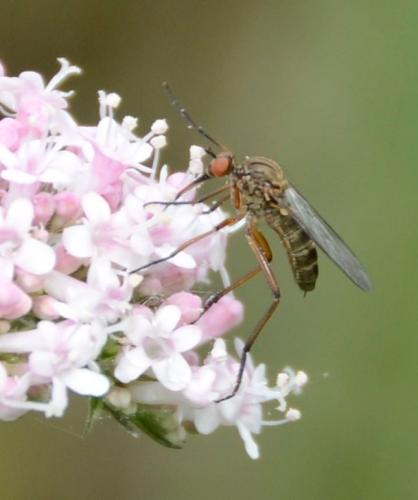 Empis livida