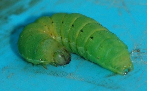 Noctua pronuba