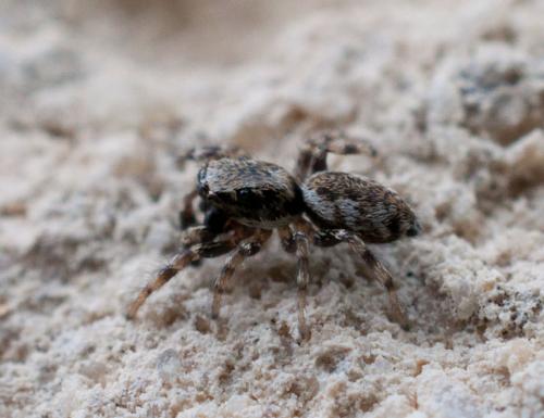 Réf. 113 417 : Salticus sp.