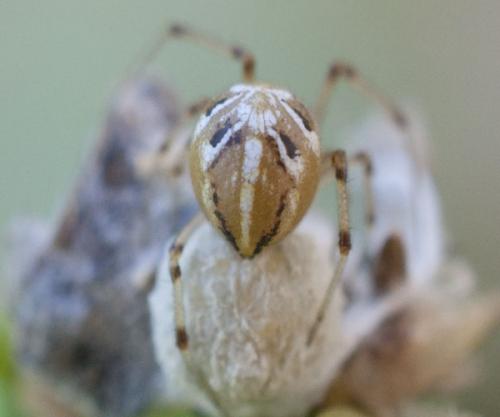 Phylloneta sp.