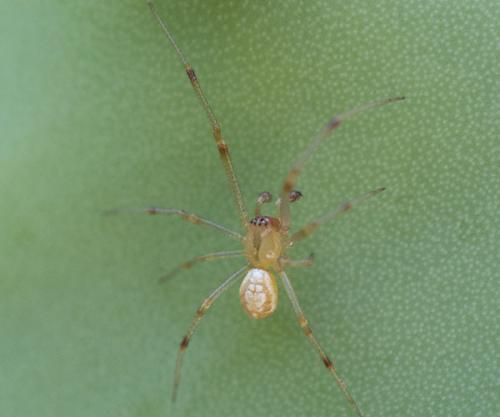 Phylloneta sp.