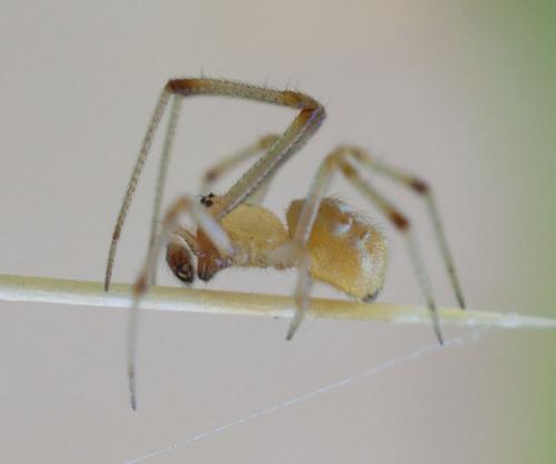 Phylloneta sp.