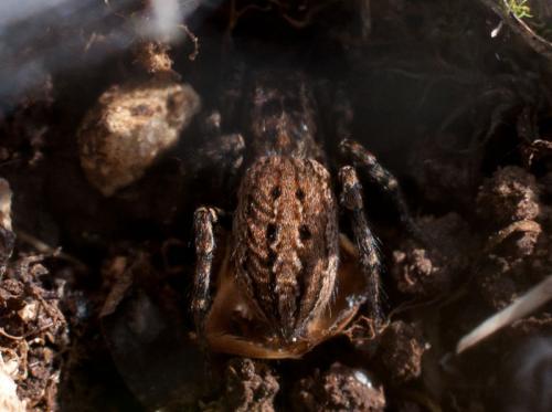 Phlegra cinereofasciata