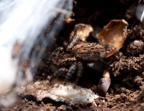 Phlegra cinereofasciata