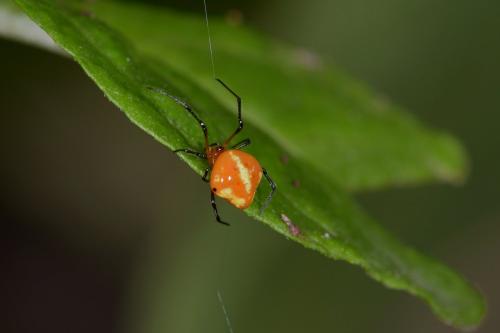 Réf. 113 601 : Theridula sp.