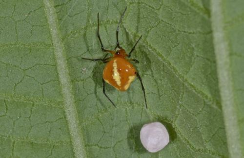Theridula sp.