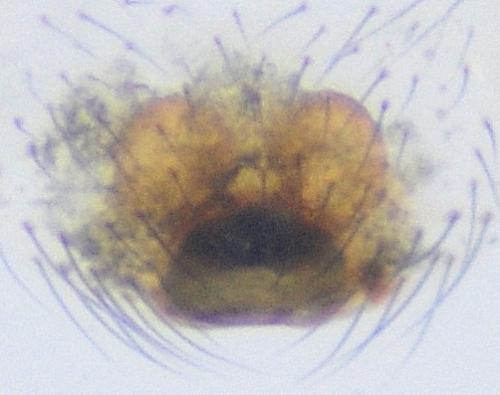 Réf. 113 106 : Enoplognatha mandibularis
