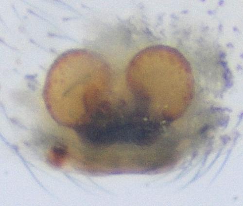 Réf. 113 107 : Enoplognatha mandibularis