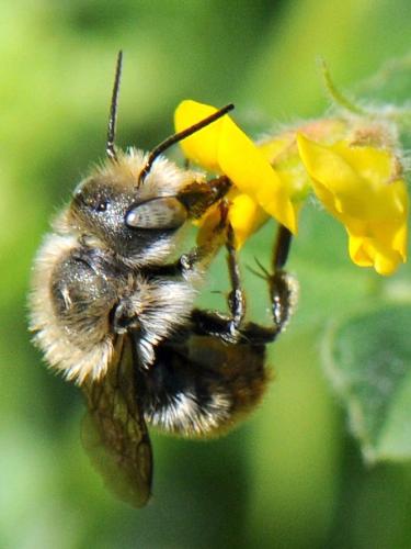 Réf. 113 048 : Osmia aurulenta