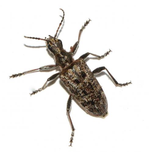 Rhagium inquisitor