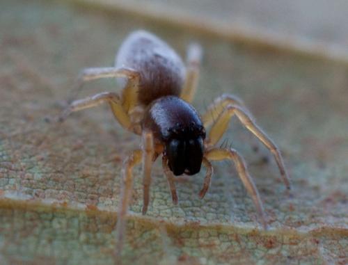 Clubiona sp.