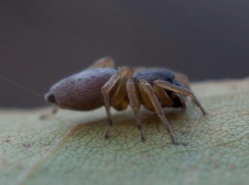 Clubiona sp.