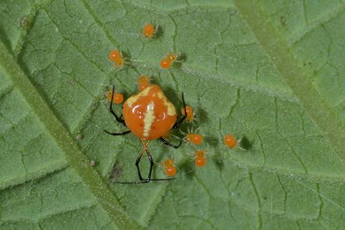 Theridula sp.