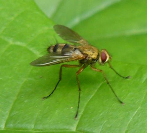 Dexiosoma caninum