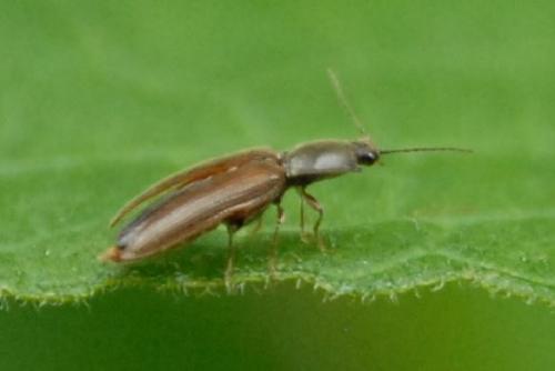 Athous sp.