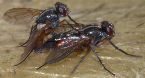 Réf. 113 570 : Mintho rufiventris