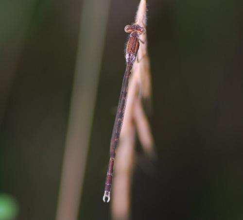 Sympecma fusca
