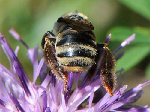 Eucera taurica