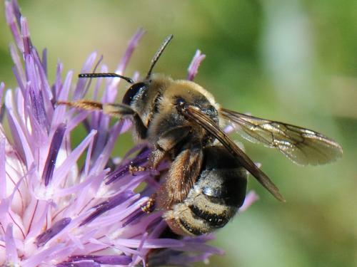 Eucera taurica