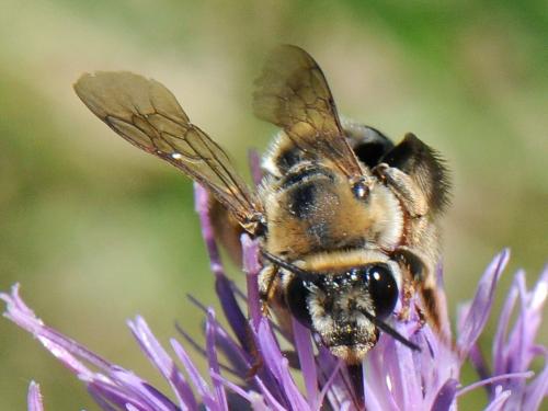 Eucera taurica