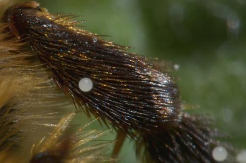 Melitta sp.
