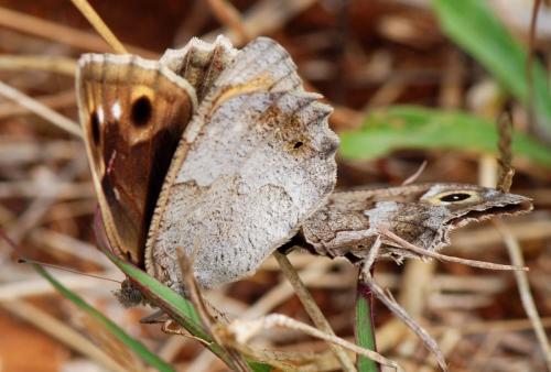 Réf. 113 321 : Hipparchia statilinus