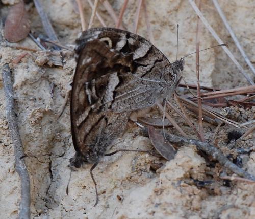 Réf. 113 190 : Hipparchia fidia