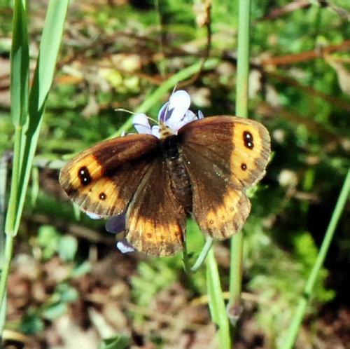 Erebia neoridas