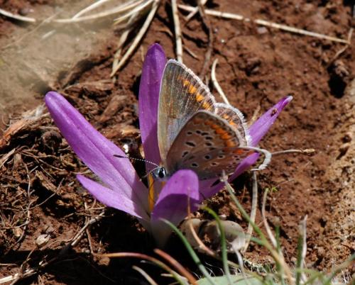 Polyommatus icarus