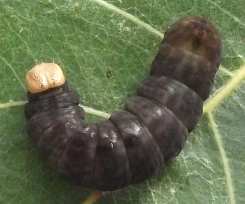 Réf. 113 421 : Notodonta tritophus