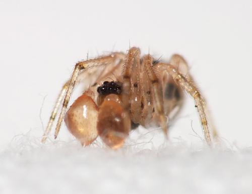 Sardinidion blackwalli