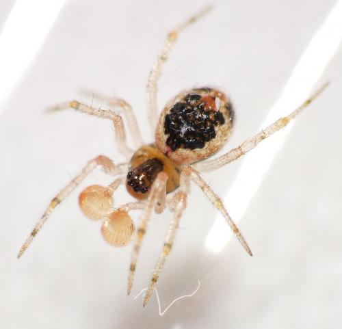 Sardinidion blackwalli