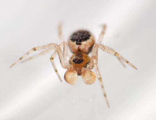 Sardinidion blackwalli