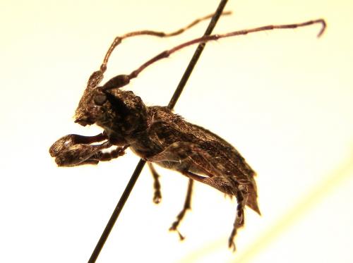 Réf. 113 965 : Pogonocherus caroli