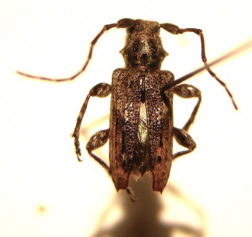 Réf. 113 964 : Pogonocherus caroli