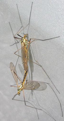 Réf. 113 251 : Nephrotoma appendiculata